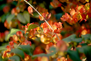 red spring flower background