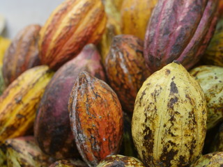 Bright multi-colored cocoa fruits. Background.