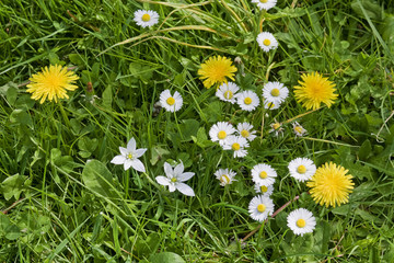 Champ de fleurs