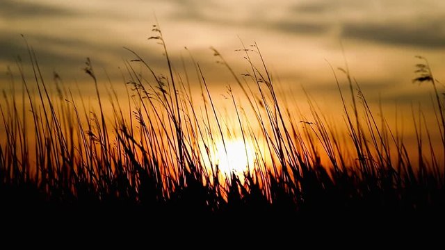 Goldener Sonnenuntergang am Meer - Schilf und Gras im Wind als Silhouette. 