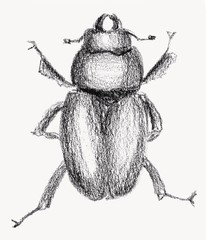 Female deer beetle. Illustration on a white background.