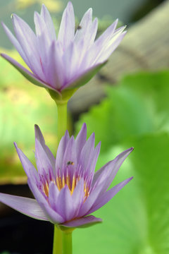 violet water lutus