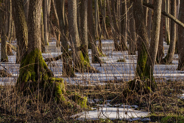 An alder forest in the early spring with some snow and ice. - obrazy, fototapety, plakaty