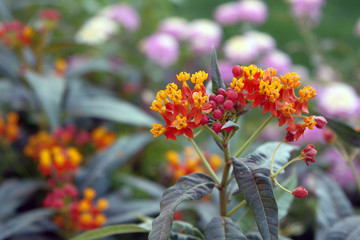 flowers in the garden