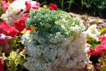 broccoli and cauliflower