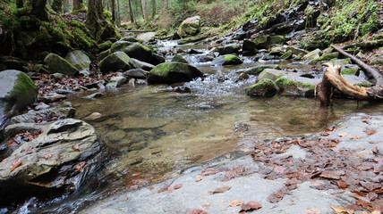 stream in forest