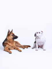 Portret of two dogs, white brown old English bulldog and a brown black German Shepherd, dogs looking at each other left, on a white background, copy space