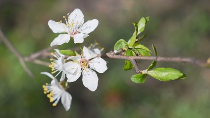 Blossoming cherry tree branch