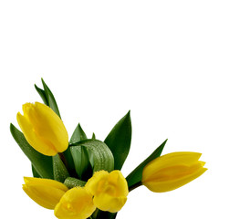 Yellow tulips on a white background stock images. Bouquet of yellow tulips isolated on a white background. Spring background with yellow tulips stock images. Spring background with copy space for text