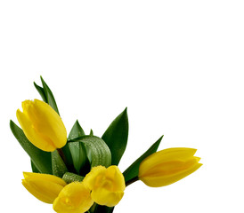 Obraz premium Yellow tulips on a white background stock images. Bouquet of yellow tulips isolated on a white background. Spring background with yellow tulips stock images. Spring background with copy space for text