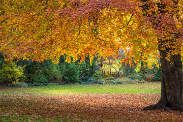 Golden autumn colours in fall 