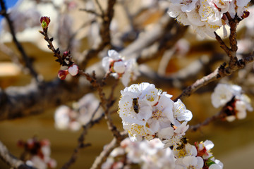 Flowers of blossoming apricot tree prunus armeniaca