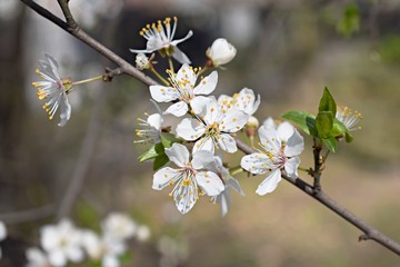 Cherry tree flowers