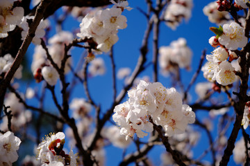 Flowers of blossoming apricot tree prunus armeniaca