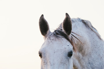 cheval gris curieux