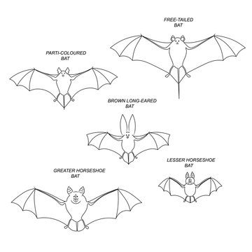Bats. Vector black drawing outline image set.