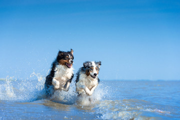 Eine Gruppe von zwei Australian Shepherds springen voller Lebensfreude durch das blaue Wasser  - 332888058