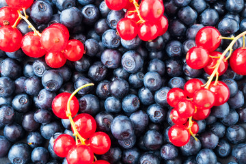 Fresh blueberry, currant background. Texture berries close up. Ripe bilberries and red currants. Mixed berries and fruits. Top view. Background berries. Various fresh summer berries. Blue and red food