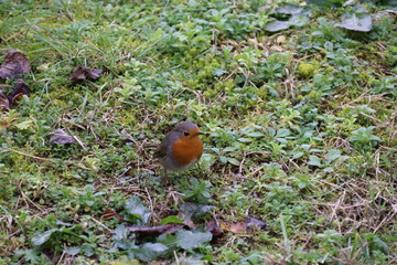 robin in the grass