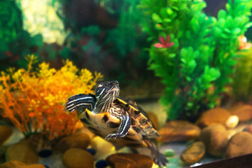 Red Eared Terrapin in aquarium with seaweed. Turtle is looking at us.