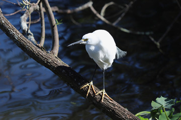 White egret perched on a branch overlooking the water