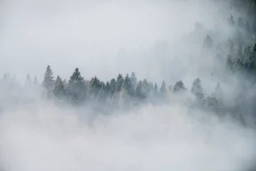 Printed roller blinds Morning with fog fog in forest