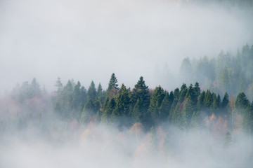 fog in forest