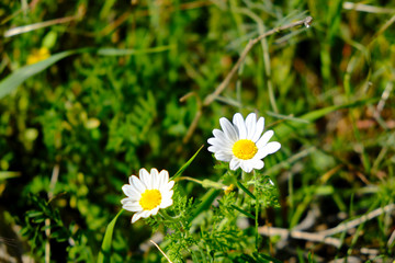 Leucanthemum vulgare, commonly known as the ox-eye daisy, or dog daisy
