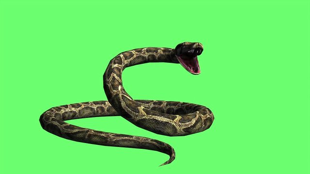 4k animation - Snake  Python on the Green Screen