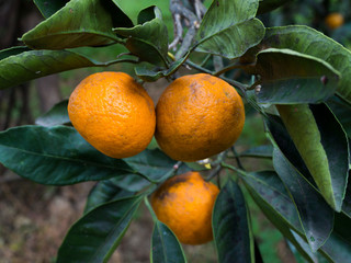 Ripe tangerines on a tree