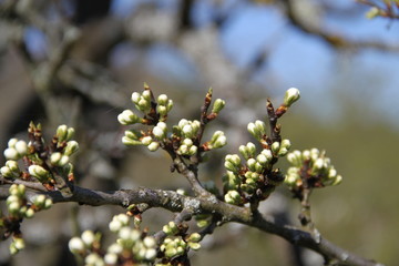 Mirabelle plums fruit tree spring buds
