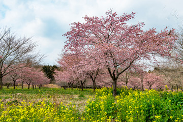 長湯温泉の大漁桜