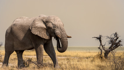 Fototapeta na wymiar Elephants in the savannah, Etosha national park, Namibia
