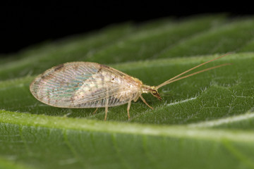 Hemerobius marginatus insect family Hemerobiidae. 