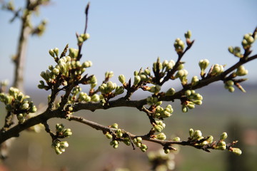Mirabelle plums fruit tree spring buds