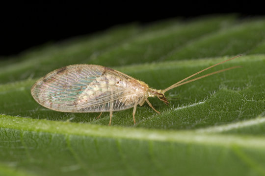 Hemerobius marginatus insect family Hemerobiidae. 