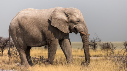 Naklejka na ściany i meble Elephants in the savannah, Etosha national park, Namibia