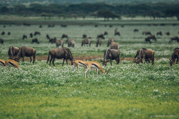 Naklejka na ściany i meble Gazelles and Wildebeest in the Serengeti 
