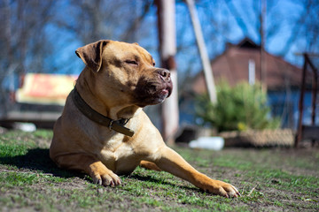 big dog basking in the sun in early spring