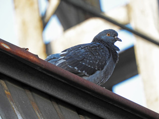Pigeon in the station