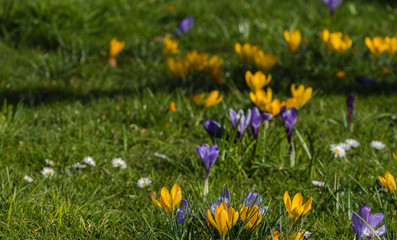 Krokusse und Gänseblümchen auf Wiese 