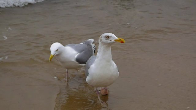 Pair of Seagulls wads on a sandy beach of Baltic Sea; slow motion medium shot.