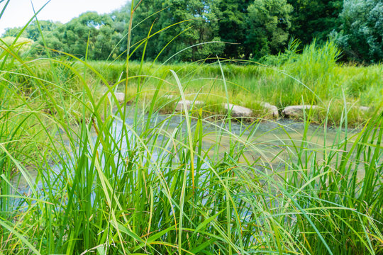 Teichlandschaft Pegnitzwiese N&uuml;rnberg 