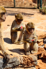 zwei kleine Affen essen Melone während die Mutter daneben sitzt