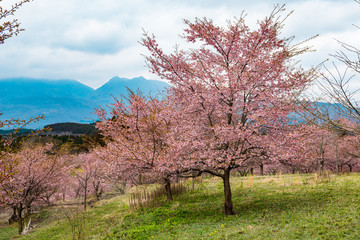 長湯温泉の大漁桜