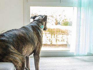 Chien assis sur un canapé regardant par la fenêtre