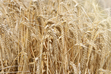 Ears of wheat closeup. Beautiful natural background