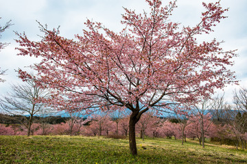 長湯温泉の大漁桜