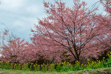 Fototapeta premium 長湯温泉の大漁桜