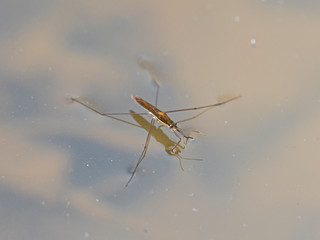 Gerridae insects in the natural environment. The Gerridae are a family of insects in the order Hemiptera.
